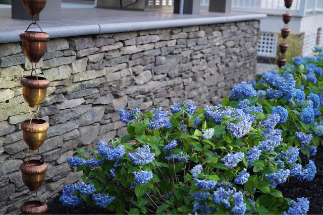 Natural stone wallstone seating wall with blue hydrangeas and rain chain feature